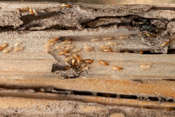 Best Commercial Pest Control Services  in Le Center, MN